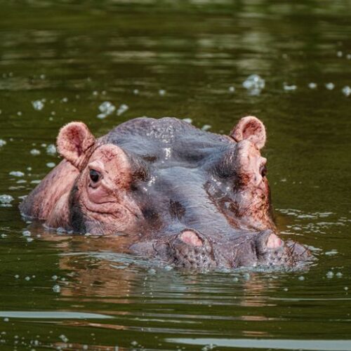 Hippopotamus in Uganda