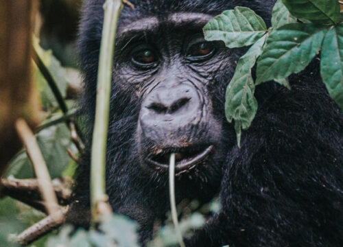4-Day Luxury Rwanda – Uganda Gorilla Trekking Tour