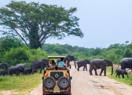 9-Day Tour – Exploring Uganda and Gorilla Trek