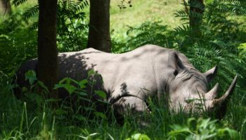 3-Day Murchison Falls Tour & Rhino Tracking