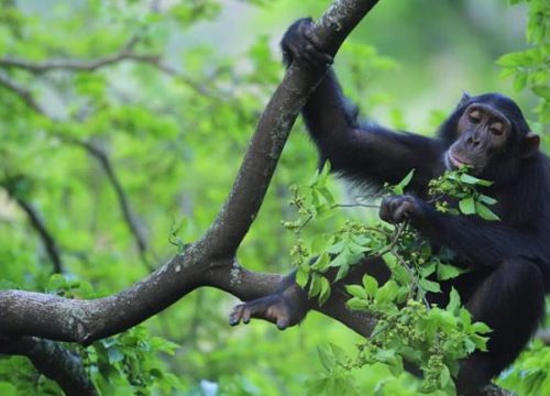 3-day chimp trekking in Kibale