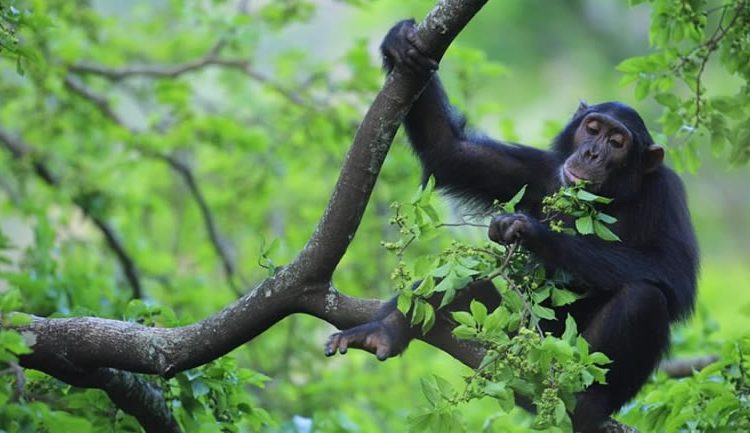 3-day chimp trekking in Kibale