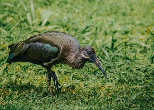 FACTS ABOUT MABAMBA SWAMP