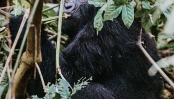 6 days wildlife and gorilla trip Uganda