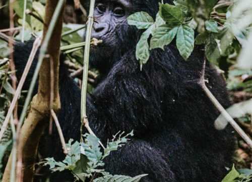 6 days wildlife and gorilla trip Uganda
