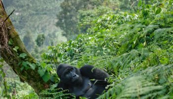 5 Days Gorillas, Chimpanzee trekking and Shoe-bill Stork.