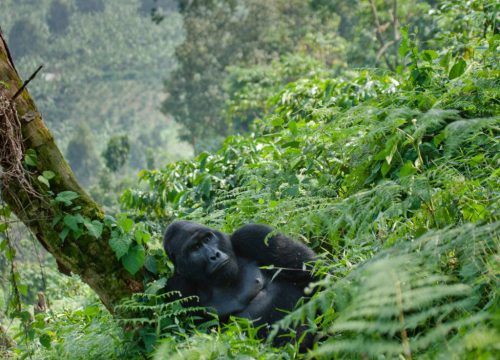 5 Days Gorillas, Chimpanzee trekking and Shoe-bill Stork.