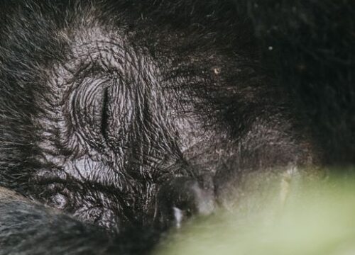 Tips for Gorilla Tracking in Uganda