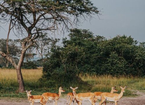 6-Day Standard Safari Zanzibar to Serengeti Migration