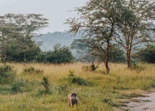 Chimpanzee trekking in Nyungwe Forest