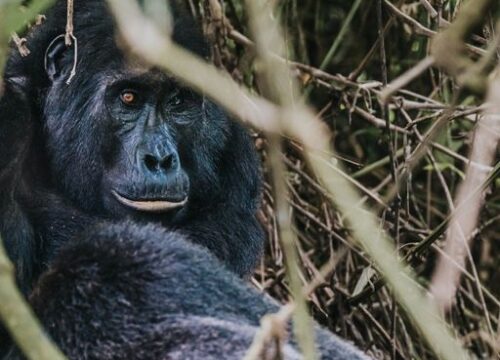 6-Day Rwanda Chimpanzee and Golden Monkey Trekking