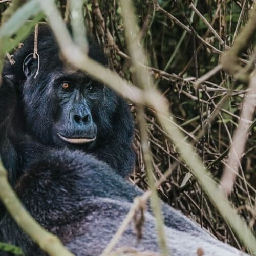 Mgahinga Gorilla National Park and the Virunga Region