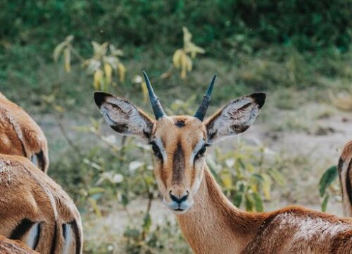 Graceful Gazelles: The Marvelous World of Antelope