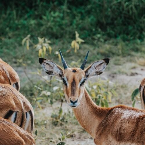 Graceful Gazelles: The Marvelous World of Antelope