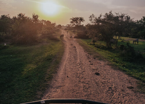 15-Day Best Ugandan Safari