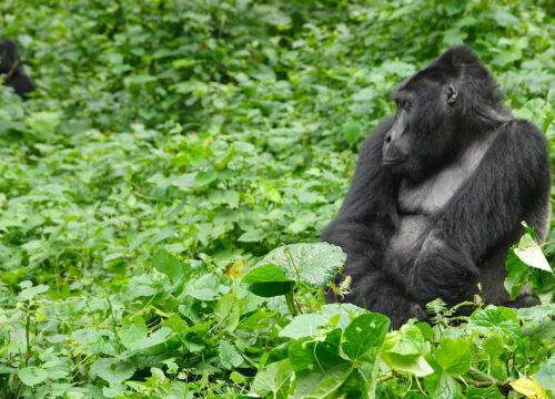 Frequently Asked Questions About Mountain Gorillas