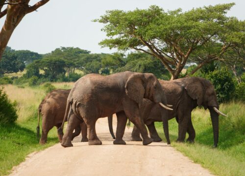 14-Day Safari in Africa- Custom Tour in Rwanda and Uganda