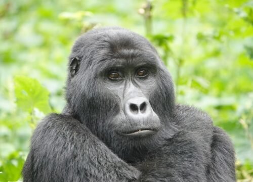 BELIEF FACTS ABOUT GORILLAS