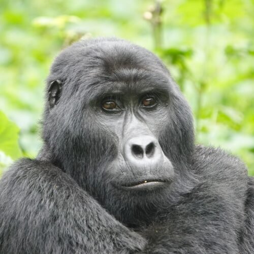 BELIEF FACTS ABOUT GORILLAS