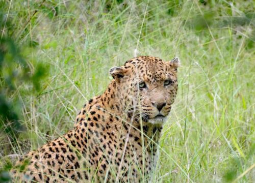 6-Day Serengeti 2 Nights, Ngorongoro, Manyara &Tarangire