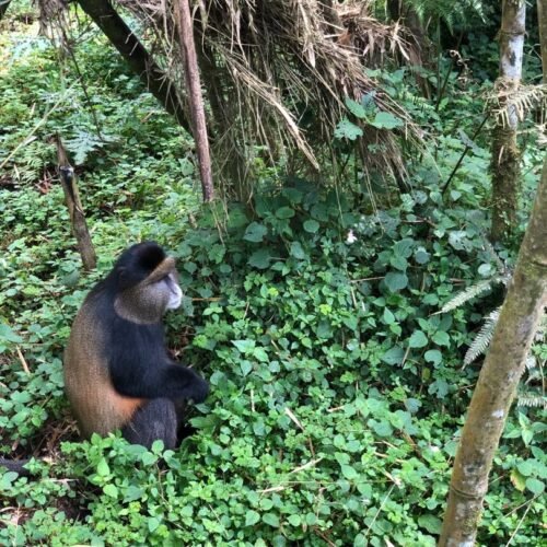 About Kibale Forest National Park